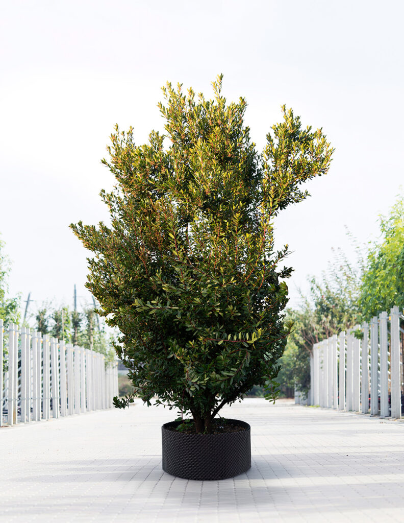 Arbutus Unedo | Meerstammig |450 - 500 cm 1 Arbutus Unedo | Meerstammig |450 - 500 cm