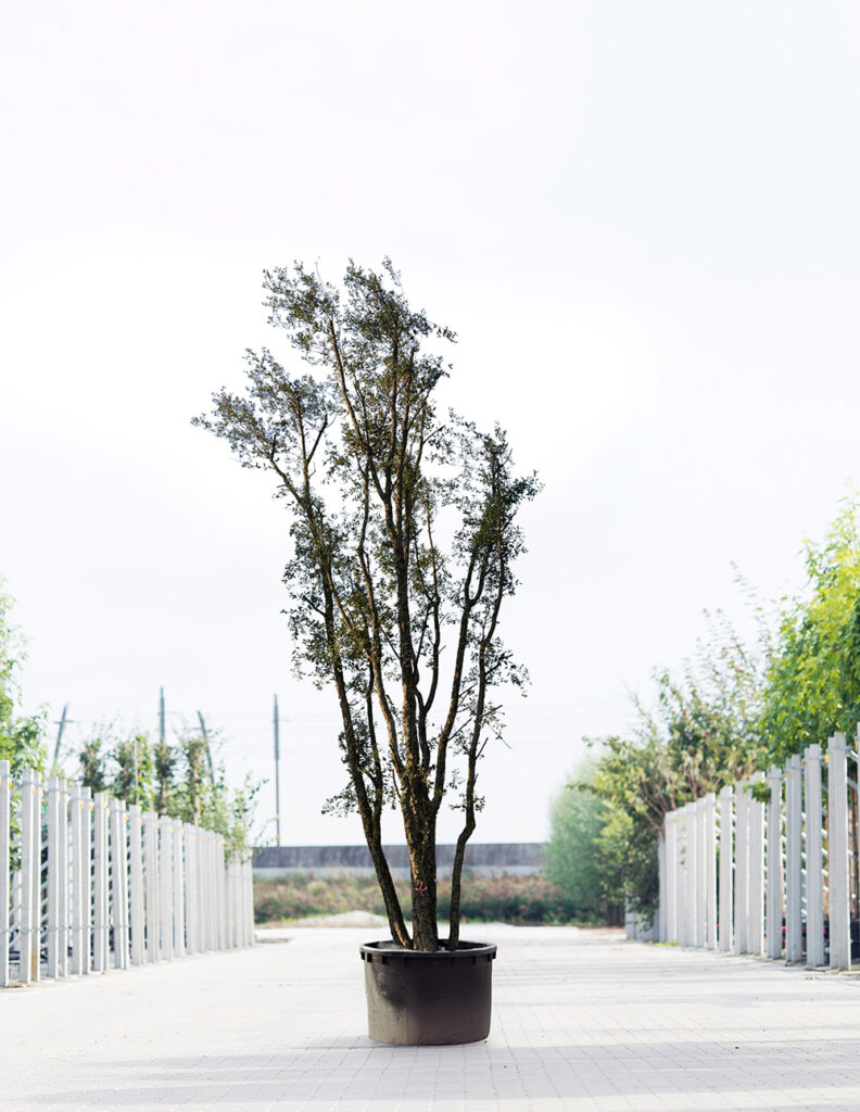 Quercus suber 2 | Meerstammig |500 - 600 cm 1 Quercus suber 2 | Meerstammig |500 - 600 cm