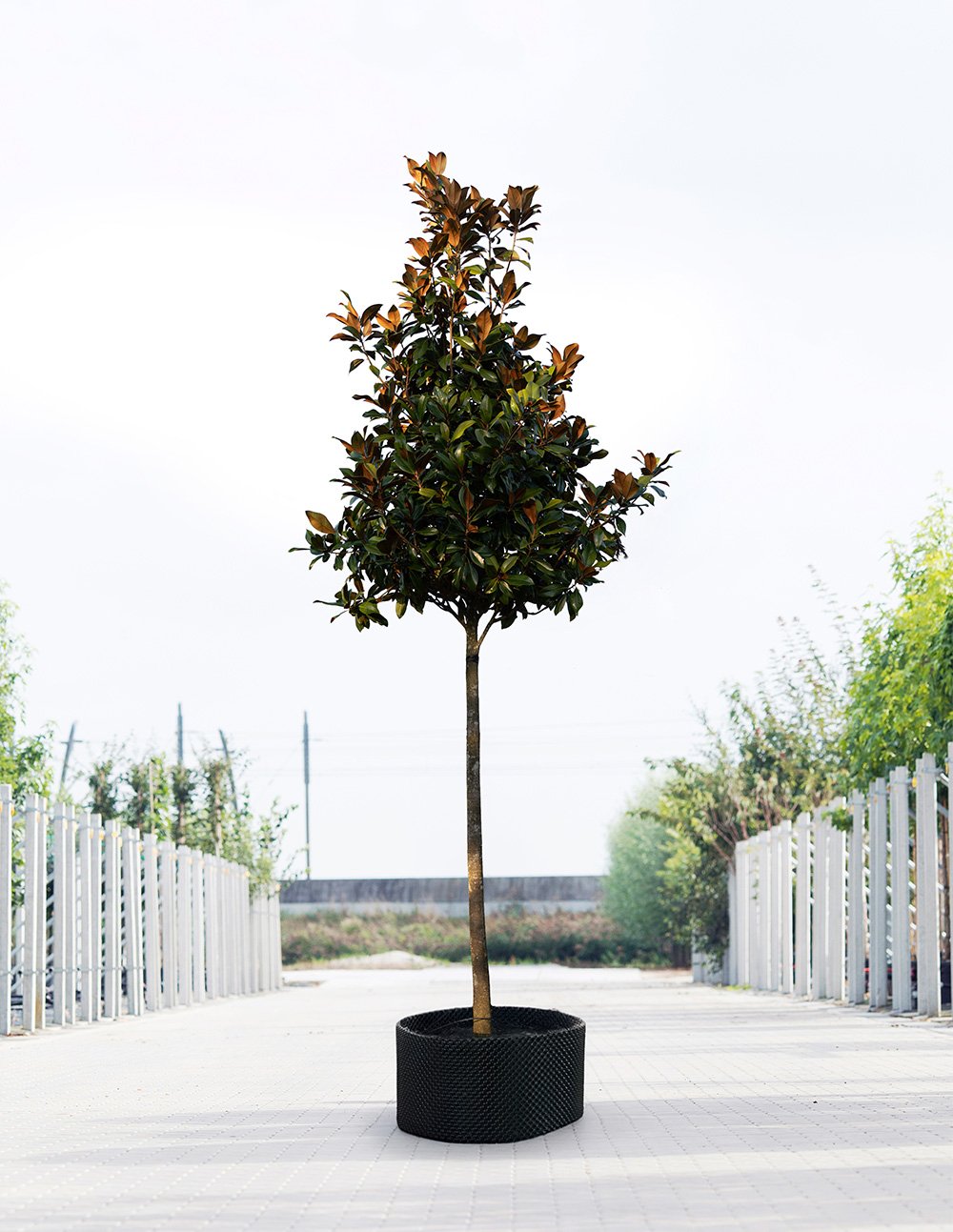 We Make Bomendael 37