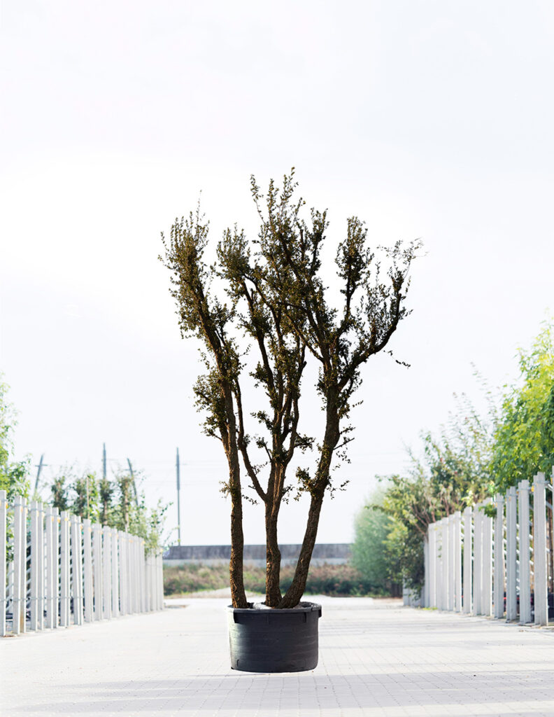 Quercus suber 3 | Meerstammig |500 - 600 cm 1 Quercus suber 3 | Meerstammig |500 - 600 cm