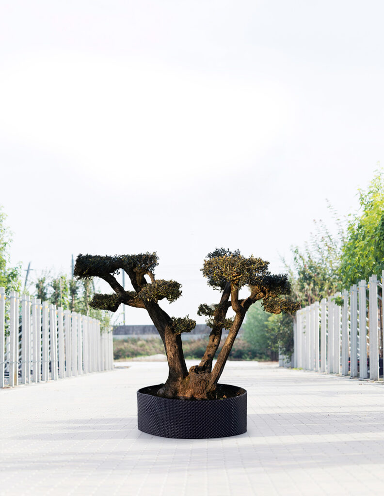 Olea europaeal | pompon 2 | 175-200 cm 1 Olea europaeal | pompon 2 | 175-200 cm