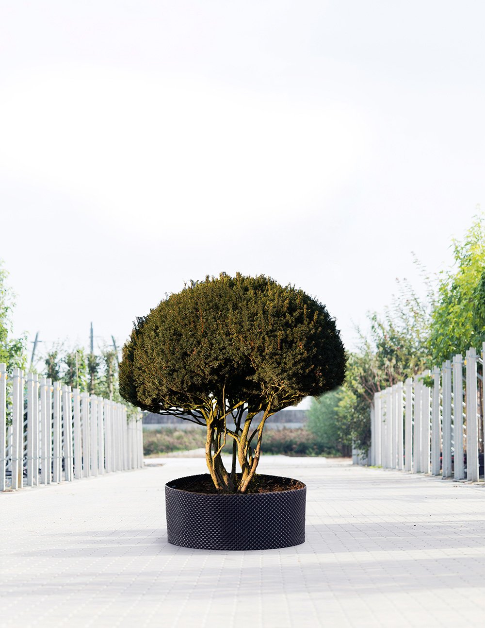 We Make Bomendael 61