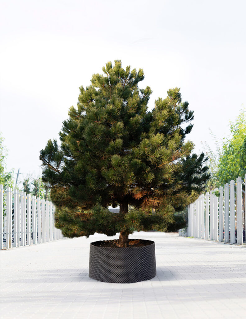 Pinus nigra | exclusieve Solitair | 20 jaar oud 1 Pinus nigra | exclusieve Solitair | 20 jaar oud