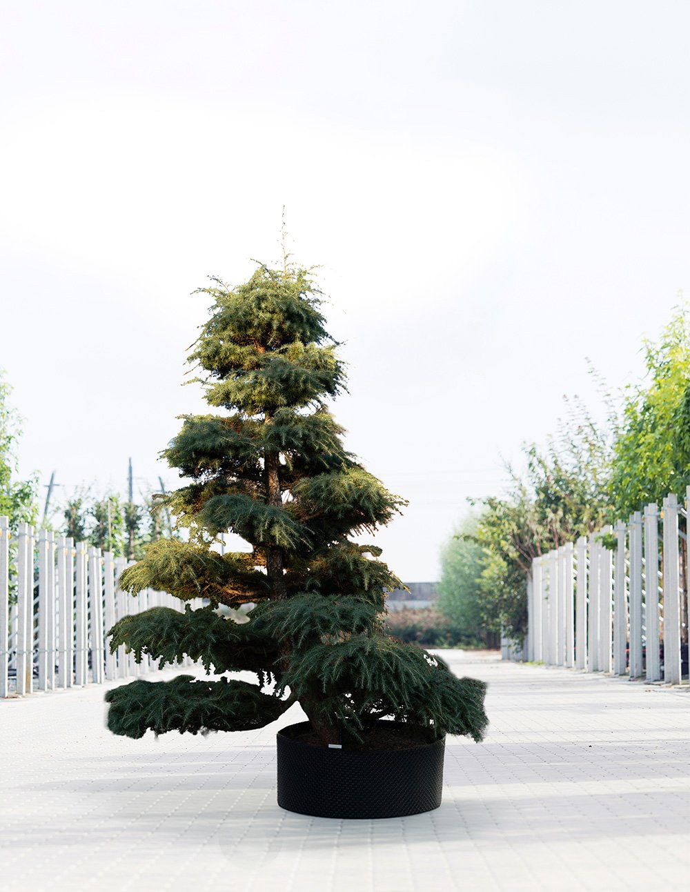 We Make Bomendael 74