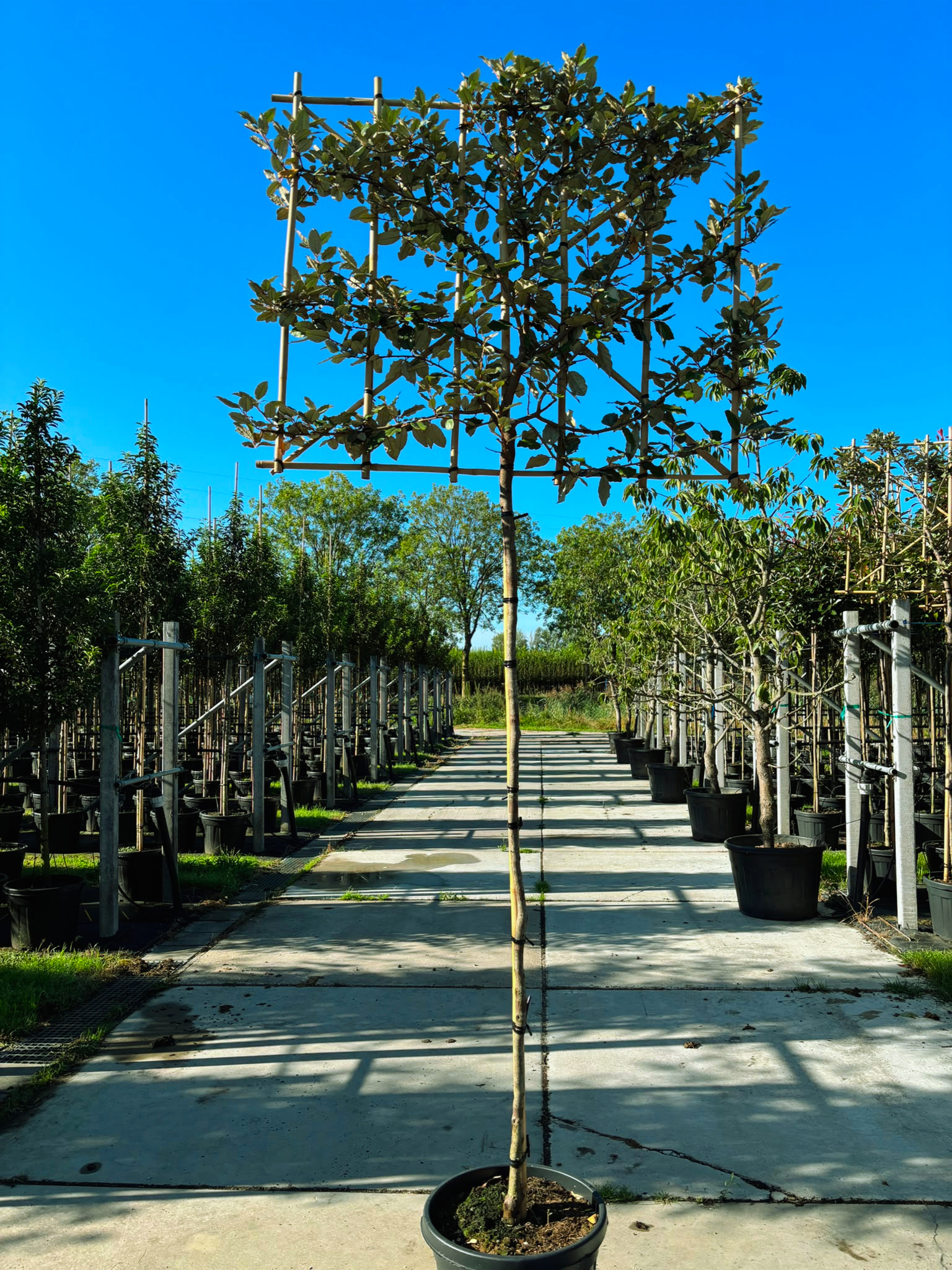 elaeagnus ebbingei compacta
