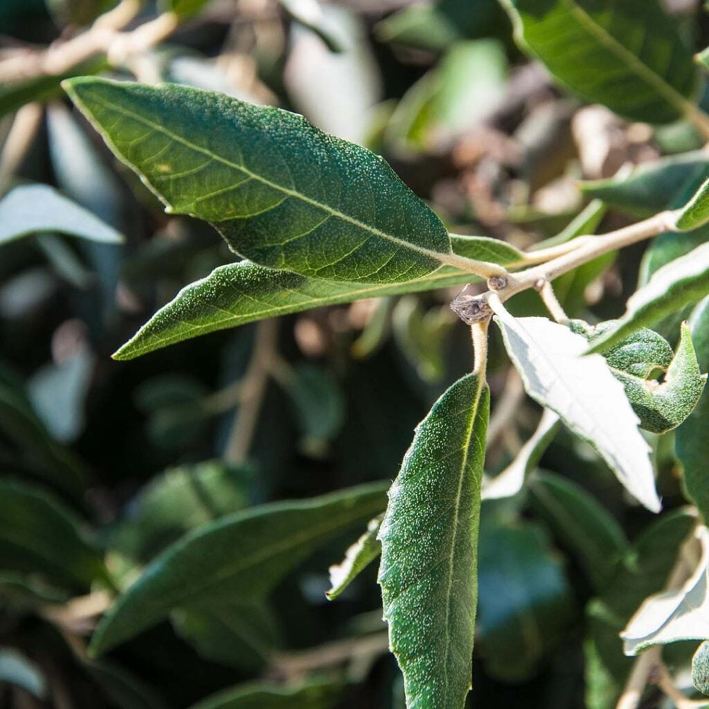 steeneik quercus ilex blad